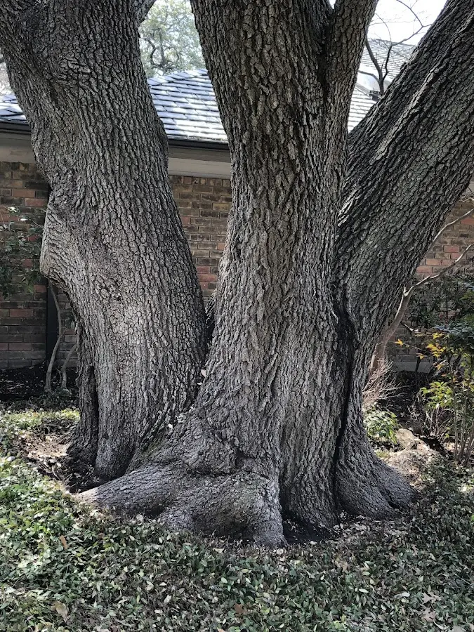 Mature heritage tree close to a Ferguson property cared for by certified arborists